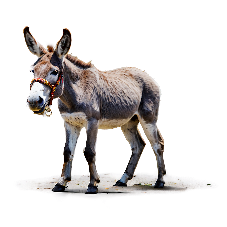 Donkey On The Beach Png Qgt36 PNG Image