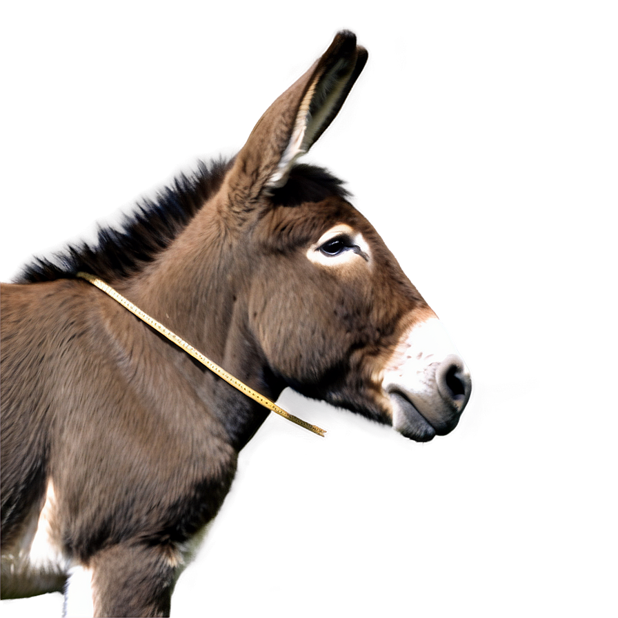 Donkey Profile View Png 05232024 PNG Image