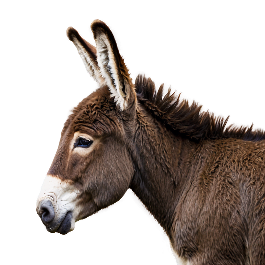 Donkey Profile View Png Maa31 PNG Image