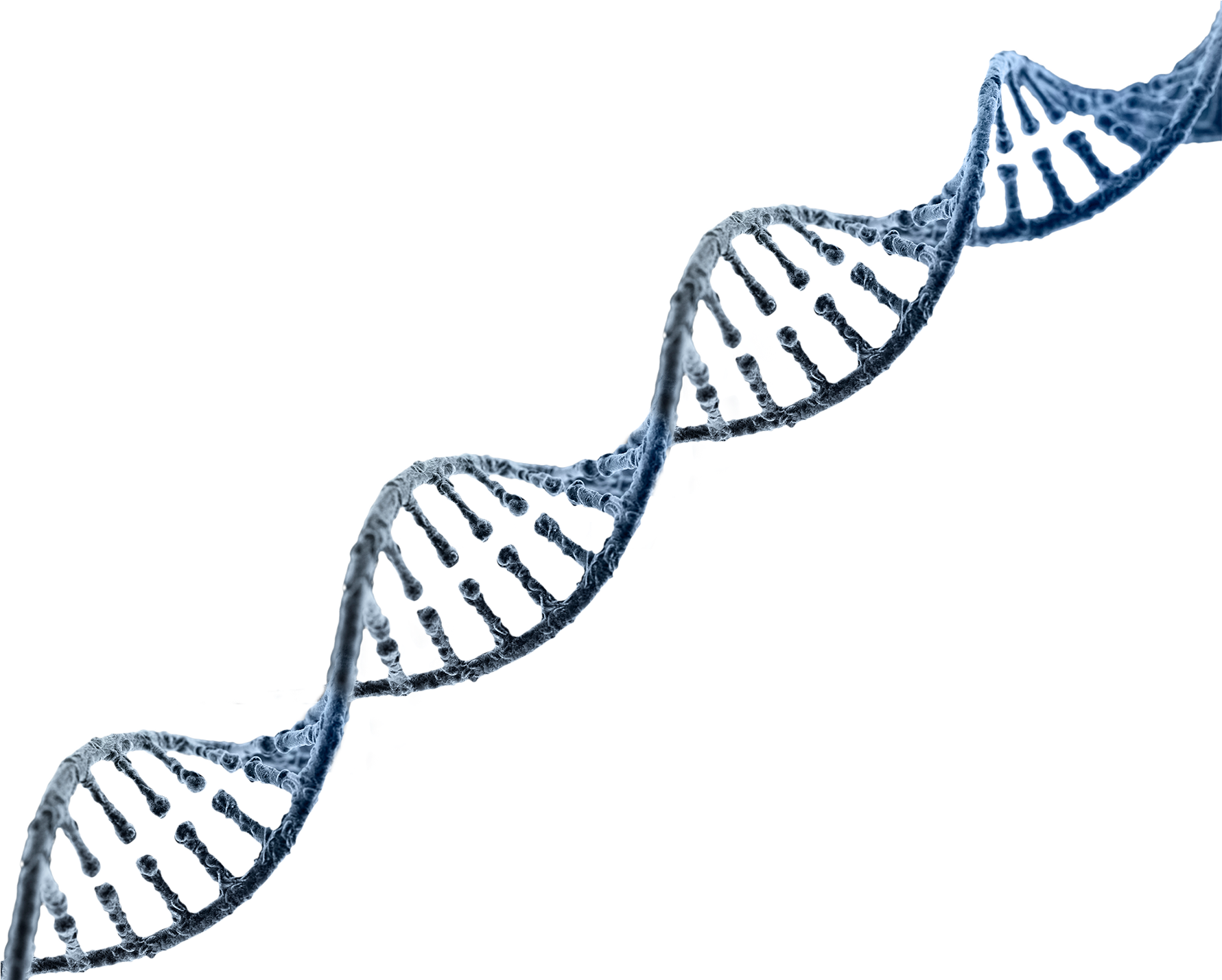 Double Helix D N A Structure PNG Image