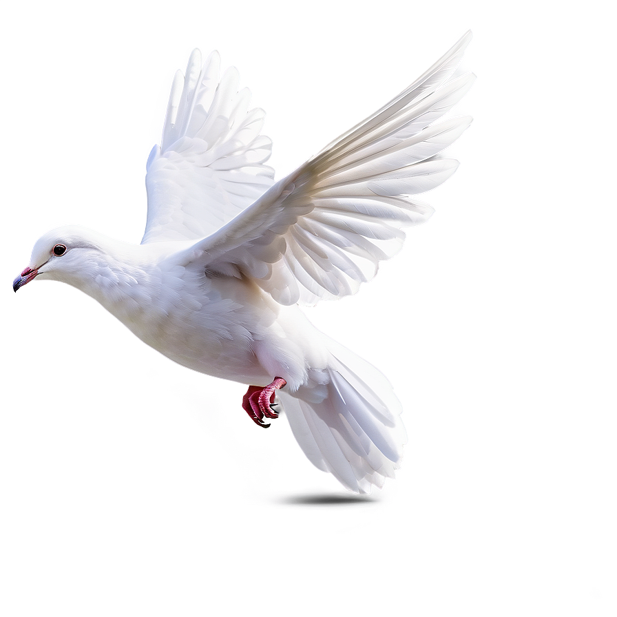 Dove Carrying Letter Png 05042024 PNG Image