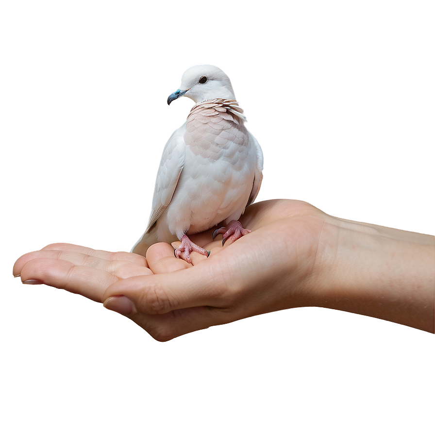 Dove In Hand Png Ikb95 PNG Image