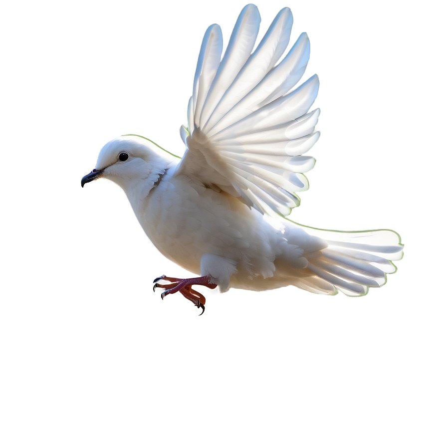 Dove Line Art Png Nwn38 PNG Image