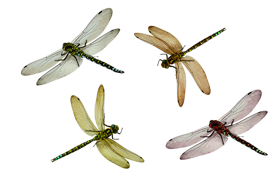 Dragonflies_ Illustration_ Set PNG Image