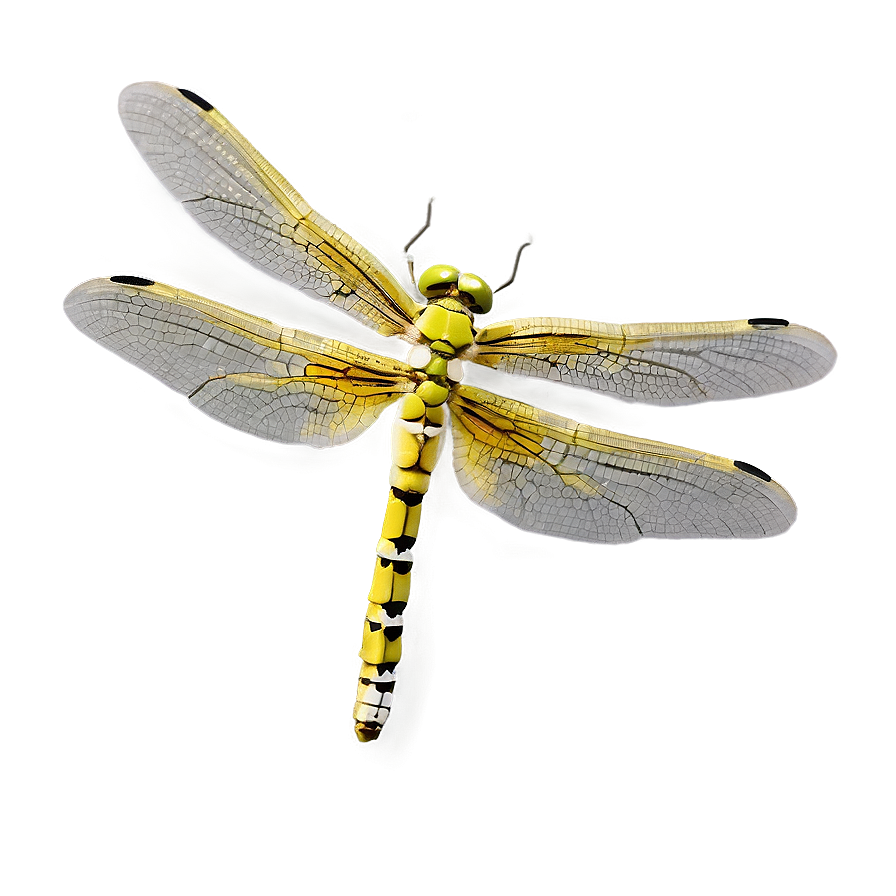 Dragonfly In Flight Png 05212024 PNG Image