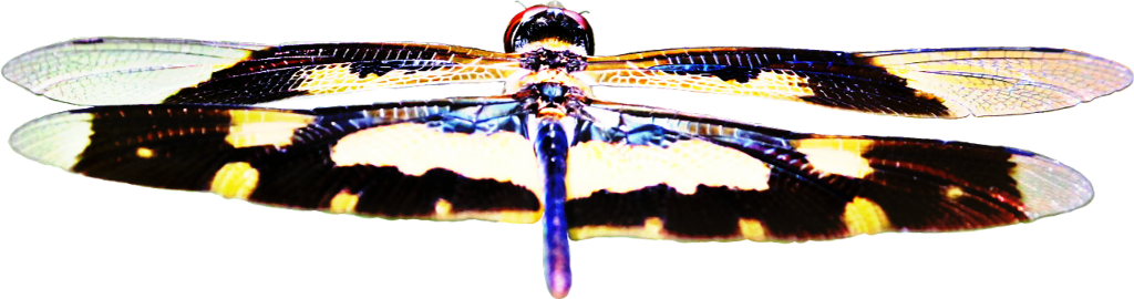 Dragonfly Transparent Wings PNG Image