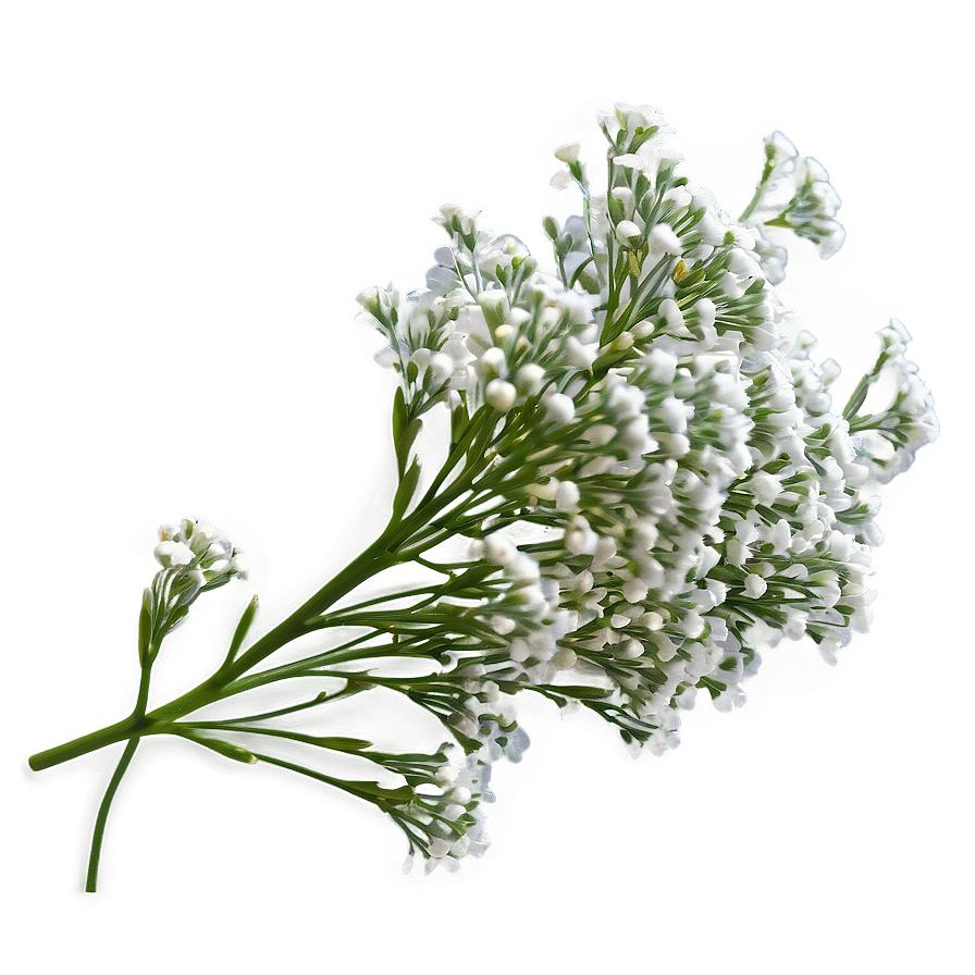 Dreamy Babys Breath Cloud Png 06132024 PNG Image