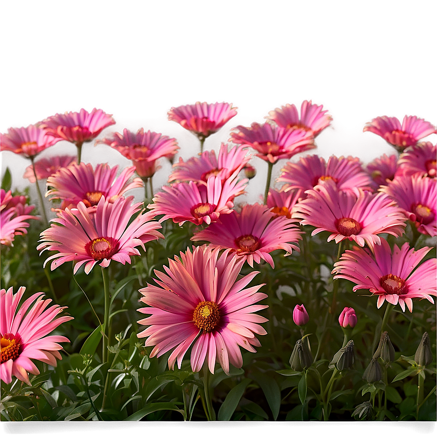 Dreamy Pink Flower Field Png Xoa5 PNG Image