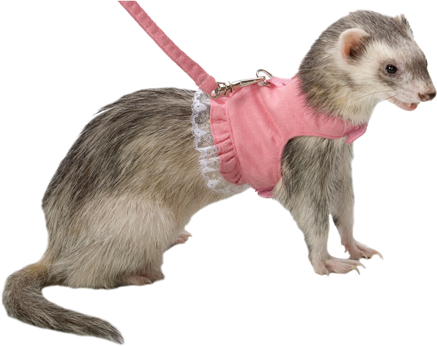 Dressed Up Ferreton Leash PNG Image