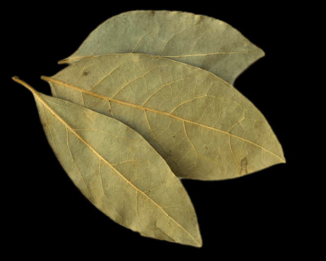 Dried Bay Leaves Black Background PNG Image