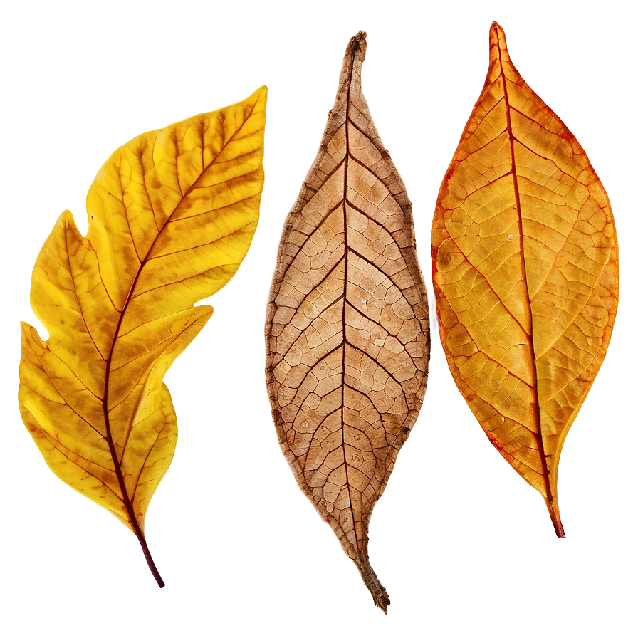 Dried Fall Leaves Png 29 PNG Image