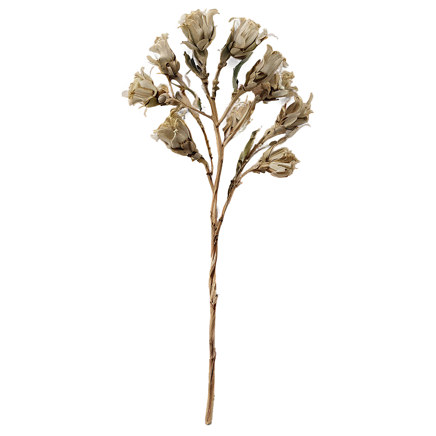 Dried Flowers B PNG Image