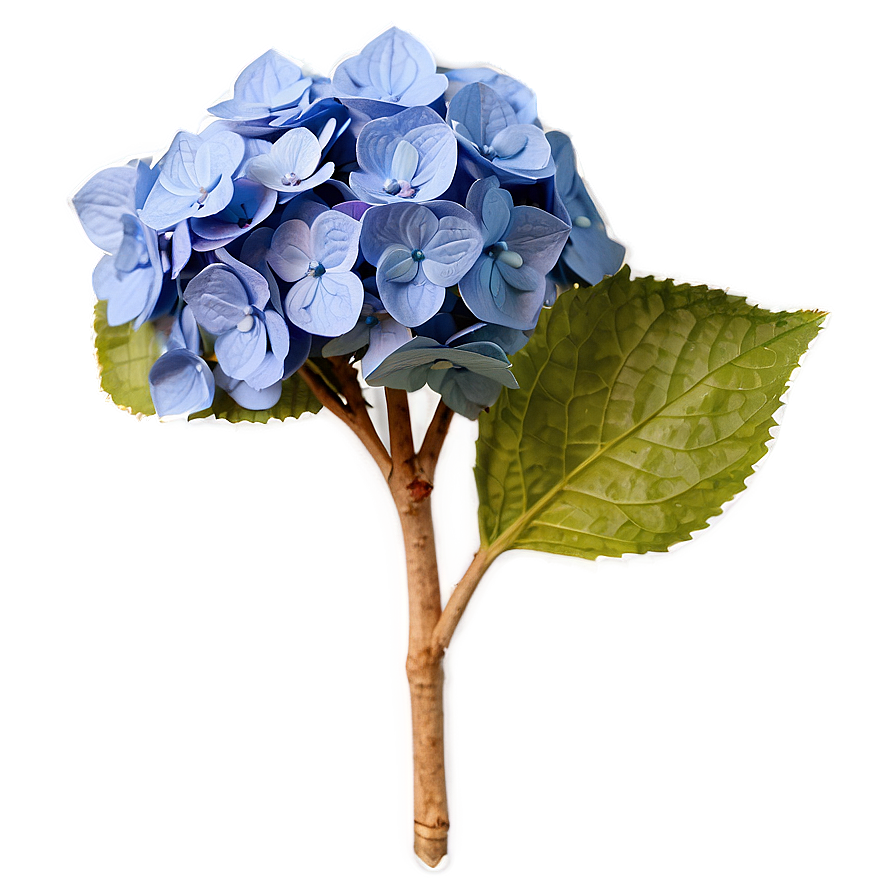 Dried Hydrangea Png 79 PNG Image