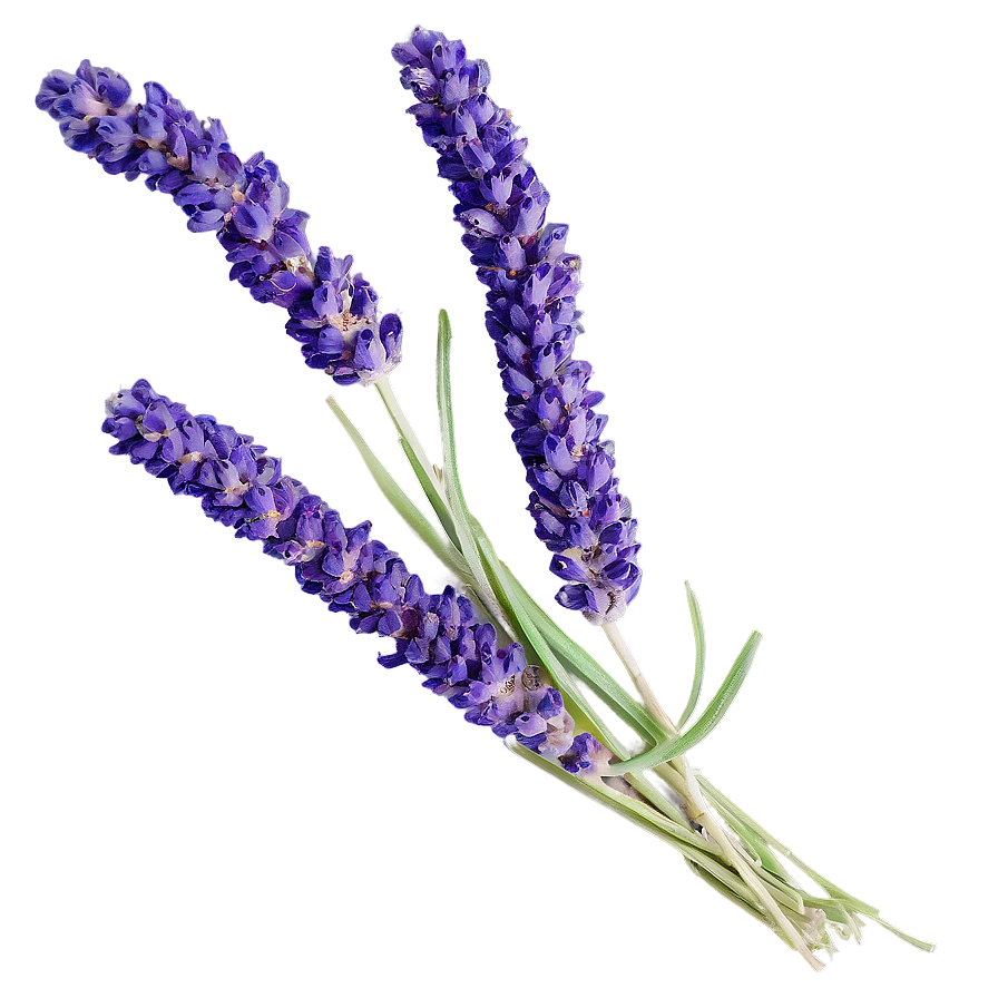 Dried Lavender Bunch Png 06132024 PNG Image