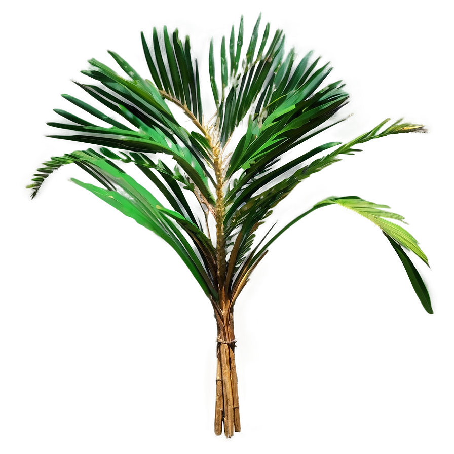 Dried Palm Leaves Png Dvr90 PNG Image