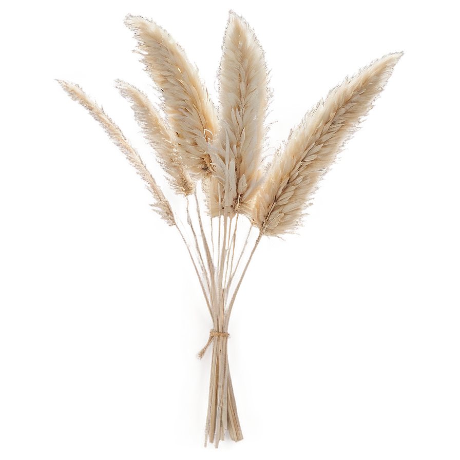 Dried Pampas Bouquet Png 06272024 PNG Image