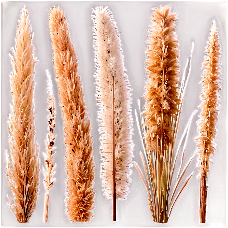 Dried Pampas Grass Png Xxu95 PNG Image