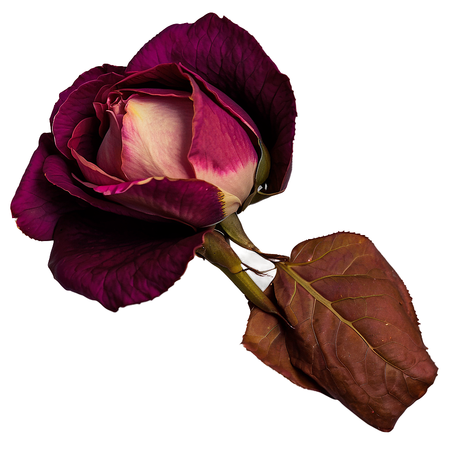 Dried Rose Petals Png Fuw88 PNG Image