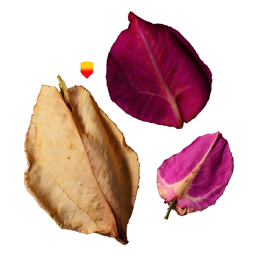 Dried Rose Petals Png Huv97 PNG Image