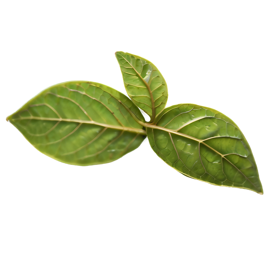 Dried Tea Leaf Png Nwk PNG Image