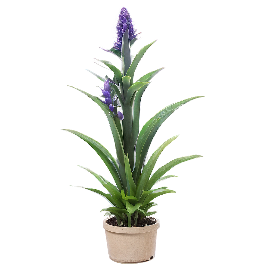 Drought Resistant Plant Png Bvv PNG Image