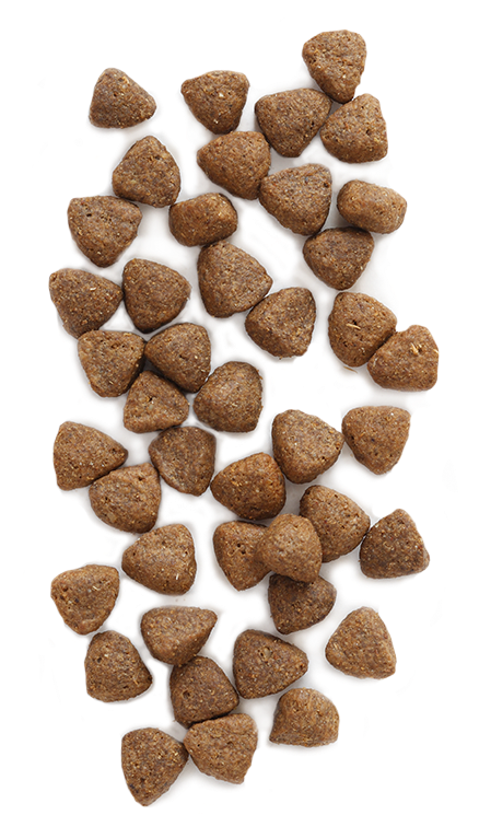 Dry Dog Food Kibble Texture PNG Image