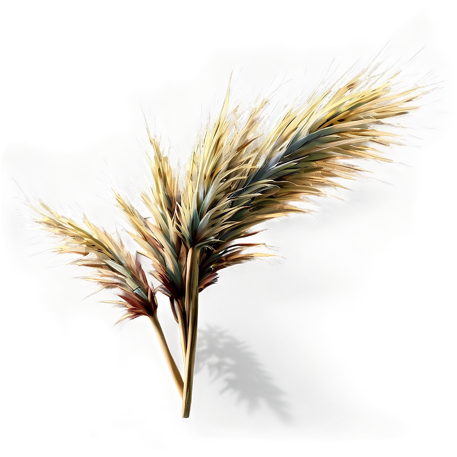 Dry Grass B PNG Image