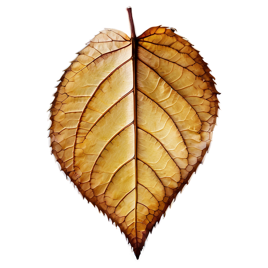 Dry Leaf Png 05032024 PNG Image