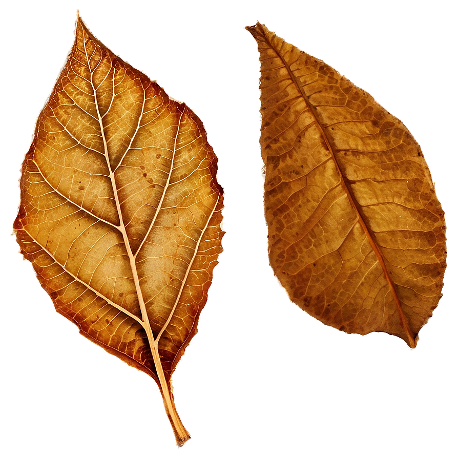 Dry Leaves Png 51 PNG Image