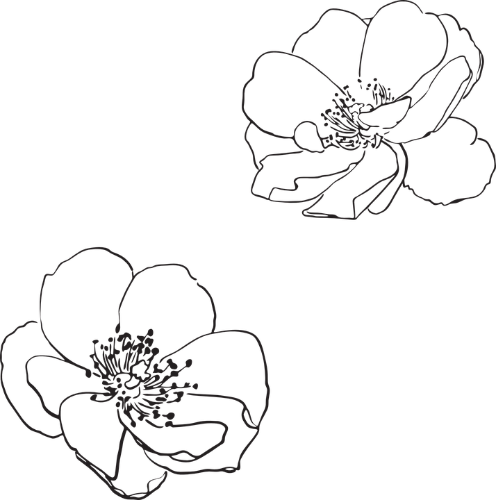 Dual Flower Sketch Outline PNG Image