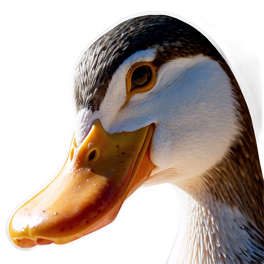 Duck Beak Close Up Png Lcj PNG Image