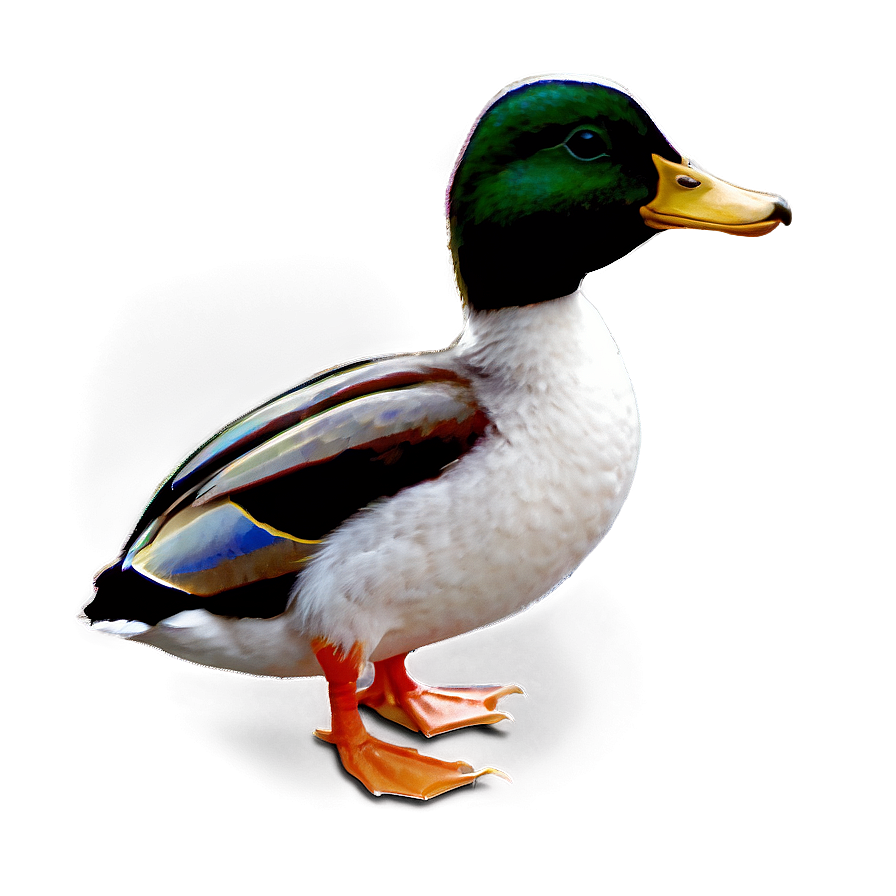 Duck C PNG Image