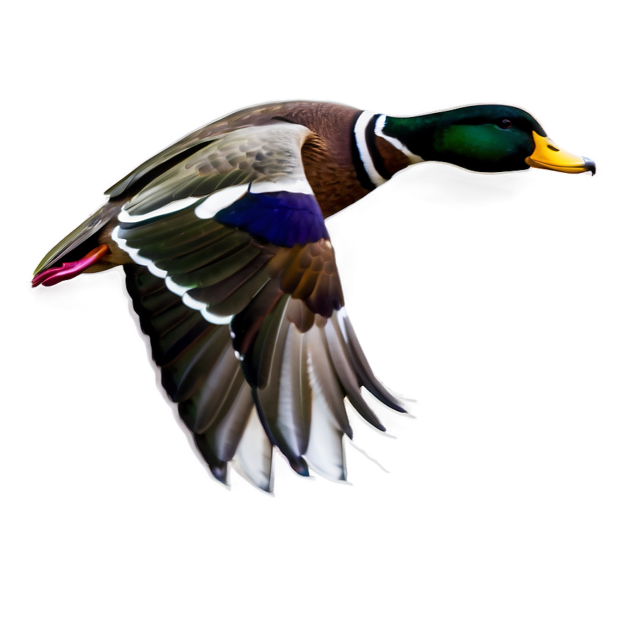 Duck In Flight Png Hpa PNG Image