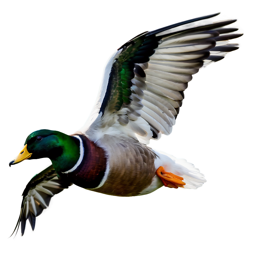 Duck In Flight Png Jgm67 PNG Image