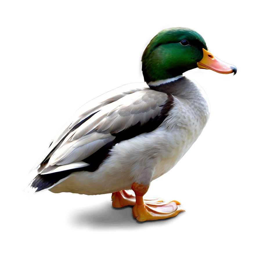 Duck Profile Png 16 PNG Image