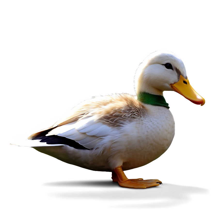 Duck Reading Book Png Cqe50 PNG Image