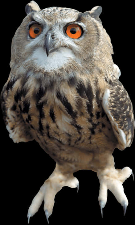 Eagle Owl Intense Gaze PNG Image