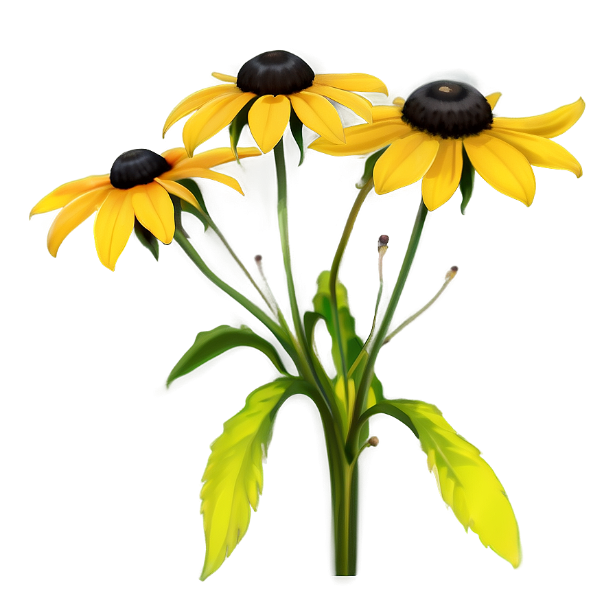 Early Bloom Black Eyed Susan Png 83 PNG Image