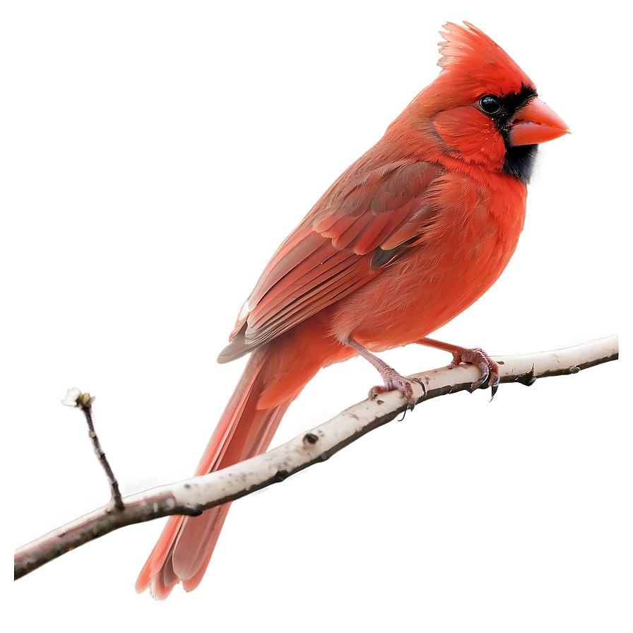 Early Morning Cardinal Png 6 PNG Image