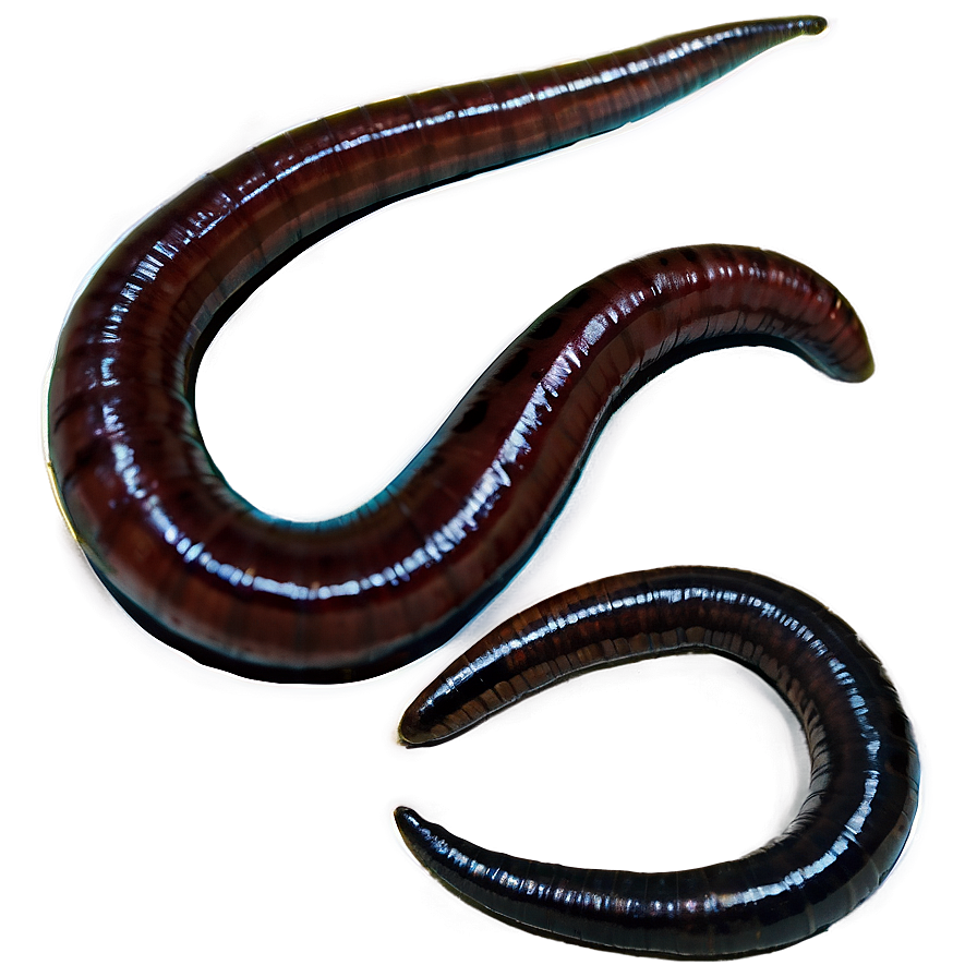 Earthworm A PNG Image