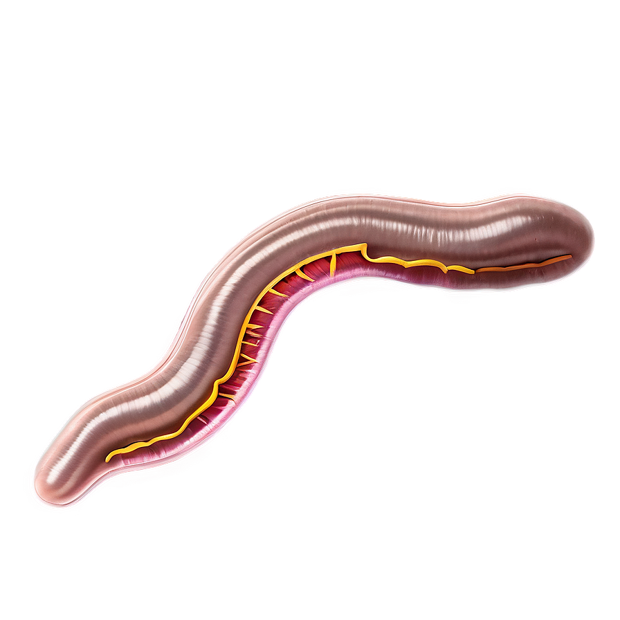 Earthworm Anatomy Diagram Png 88 PNG Image