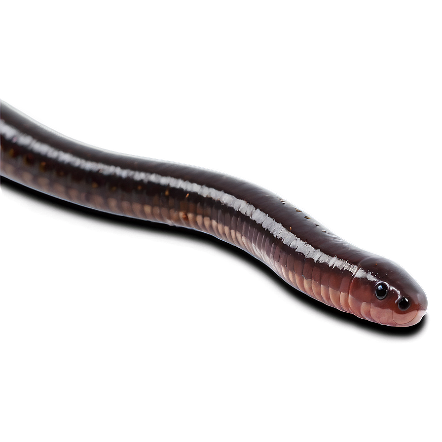 Earthworm Crawling Png 05242024 PNG Image