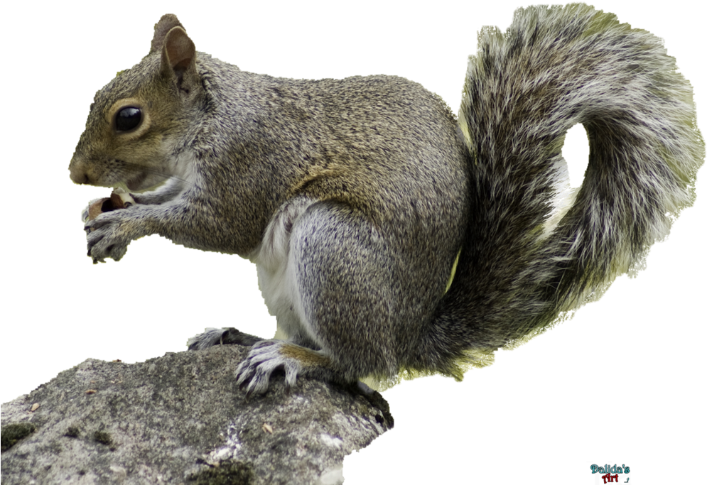 Eastern_ Gray_ Squirrel_ Snacking PNG Image