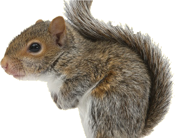 Eastern Grey Squirrel Profile PNG Image