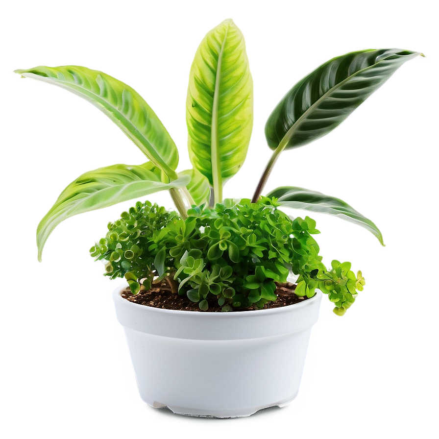 Easy Plant Care Png 06252024 PNG Image