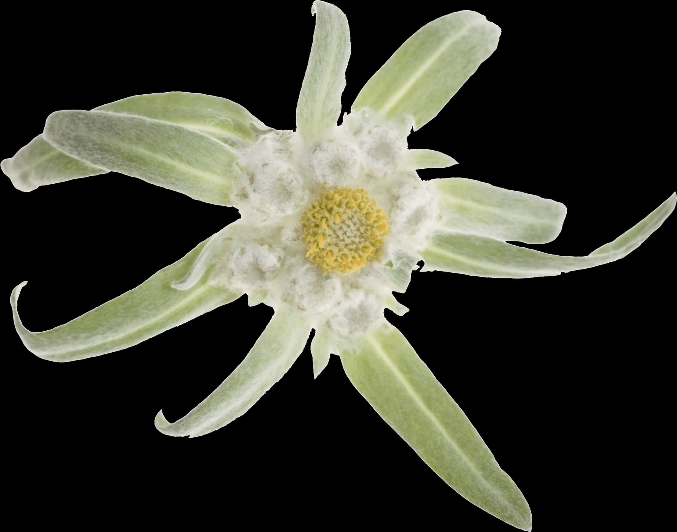 Edelweiss Flower Black Background PNG Image