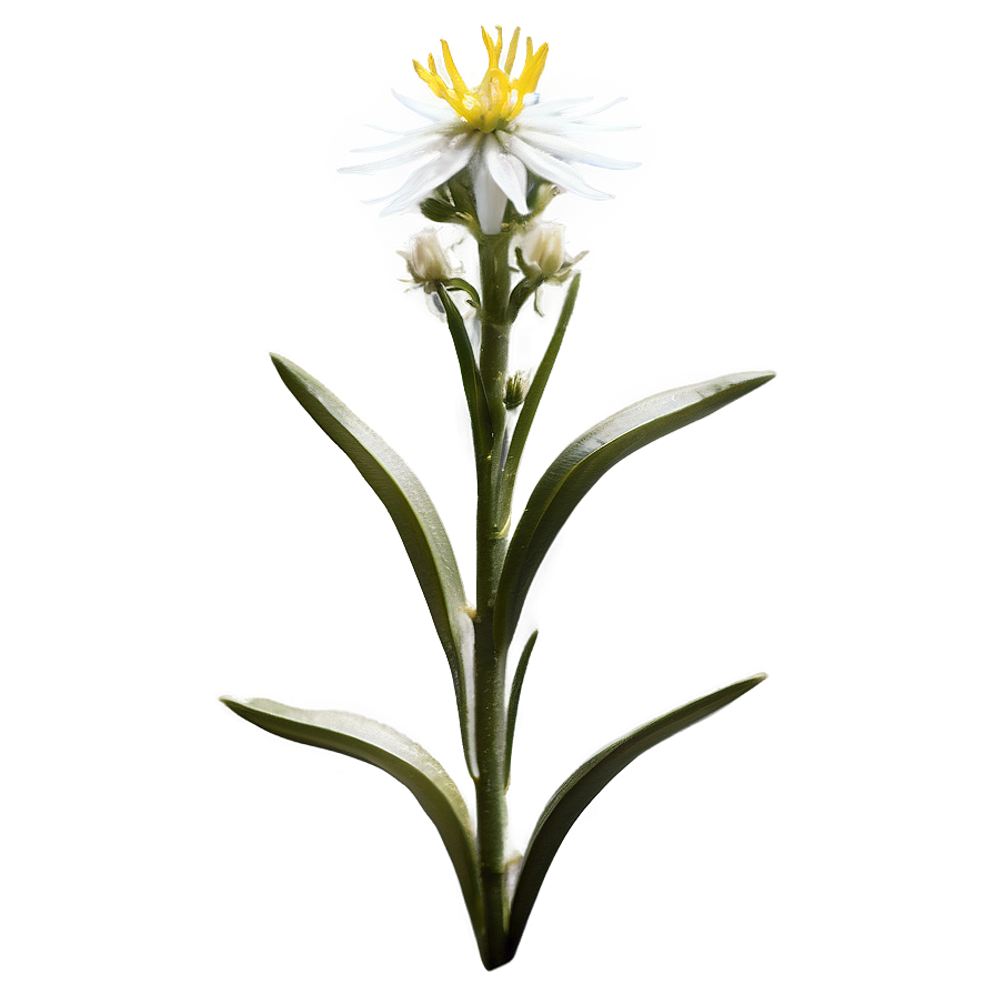 Edelweiss Mountain Flower Png Xjk35 PNG Image