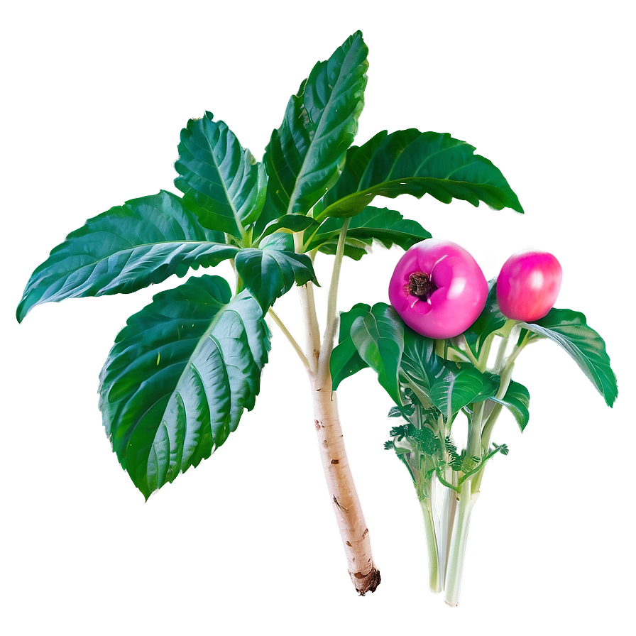 Edible Plants Png 05042024 PNG Image