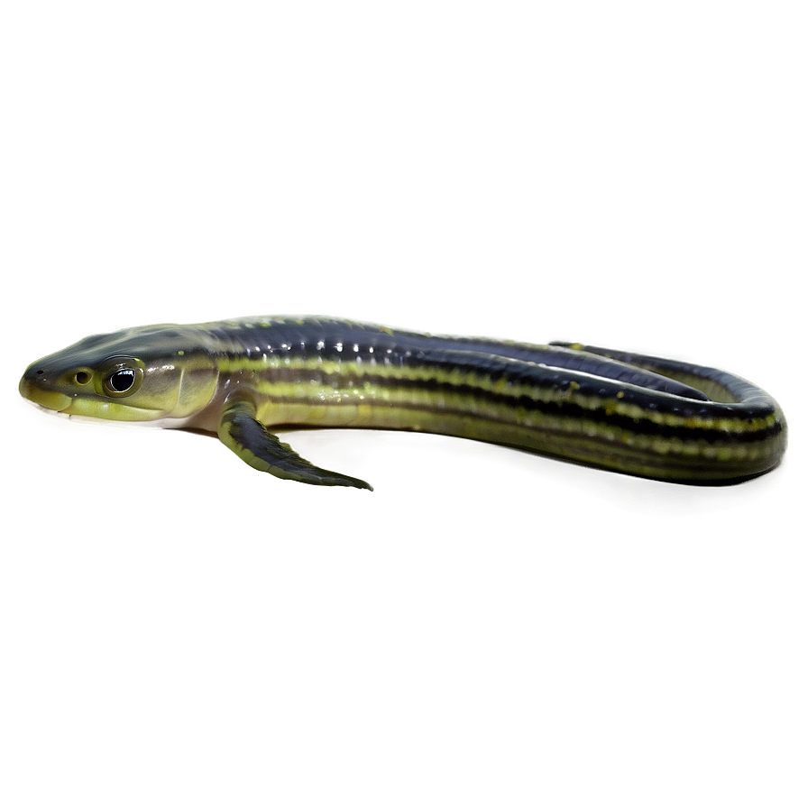 Eel C PNG Image