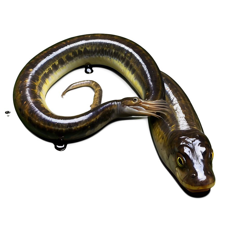 Eel In Water Background Png 55 PNG Image